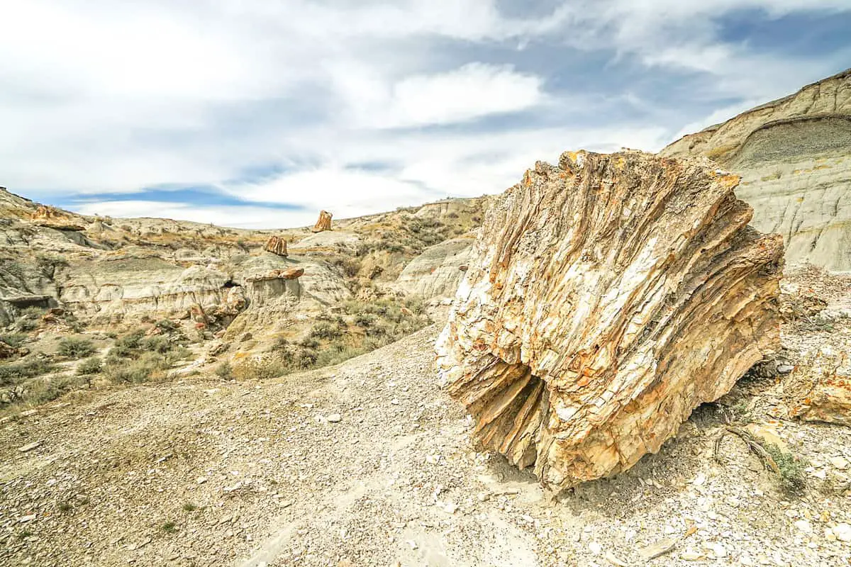 Petrified Forest Trail