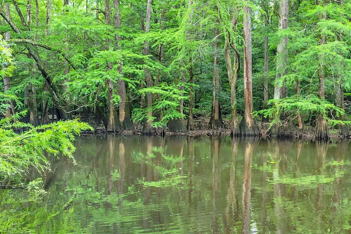 Congaree National Park Hiking Trail #4 - Sims Trail