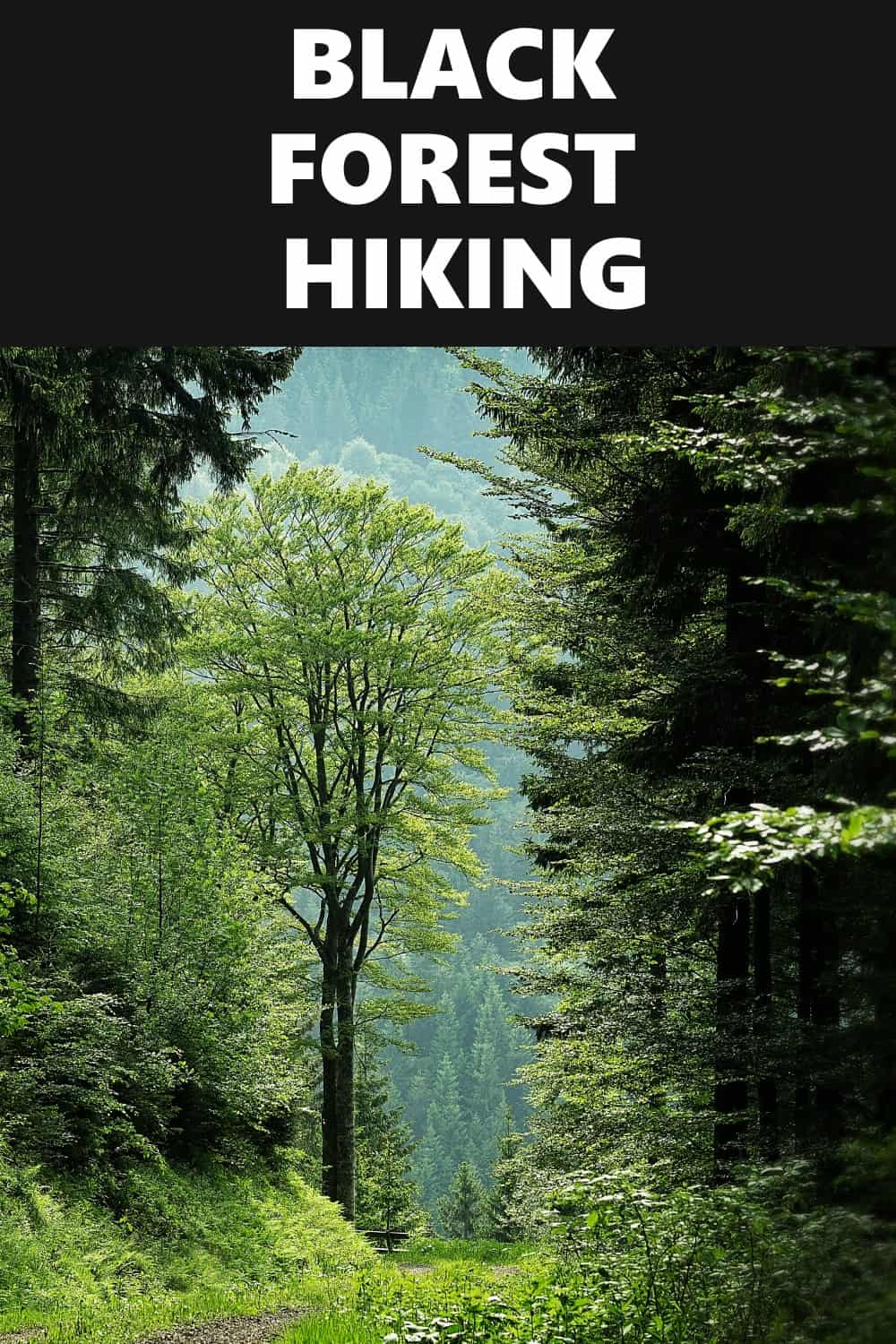 30 Best Black Forest Hiking Trails For All Skill Levels