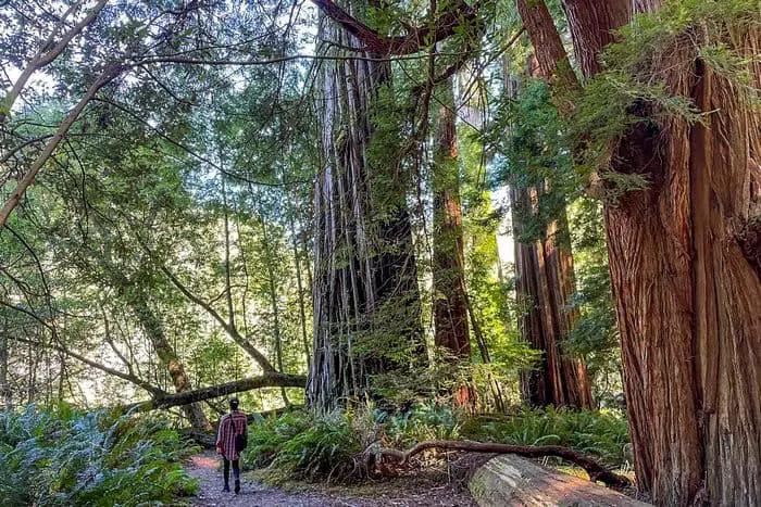 4. Redwood Creek Trail