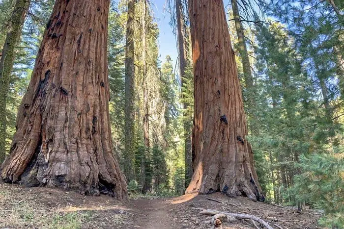 8. Hart Tree, Fallen Goliath, Redwood Creek Loop Free Kings Canyon National Park Boondocking Locations