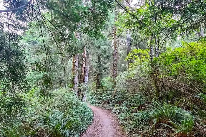 9. Mill Creek Horse Trail- Redwood National Park Hiking Trail