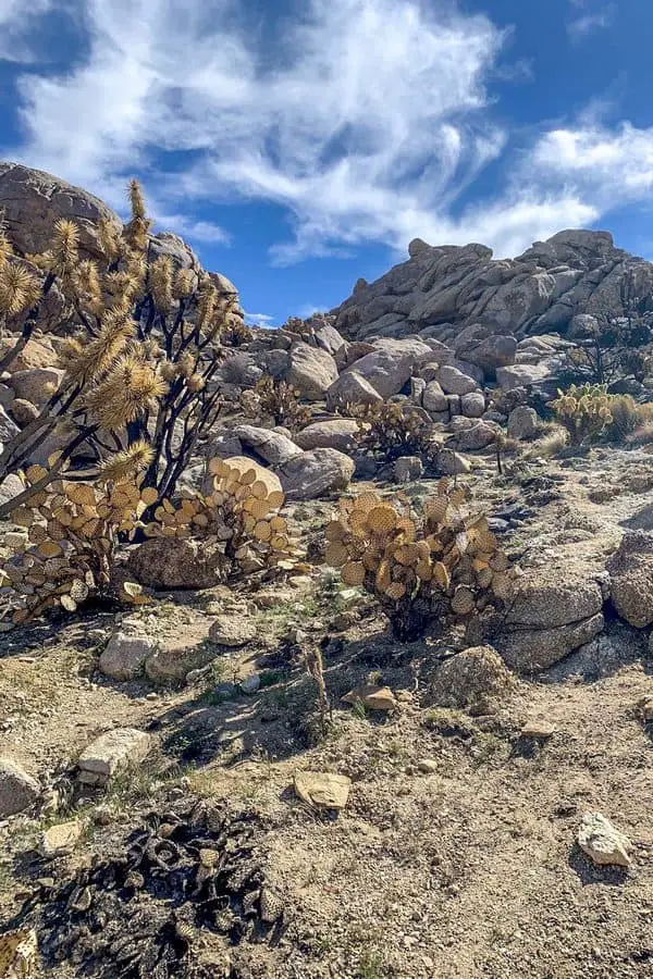 Castle Mountains National Monument