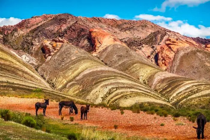 Mules near colorful mountains in picturesque wild valley of Argentina