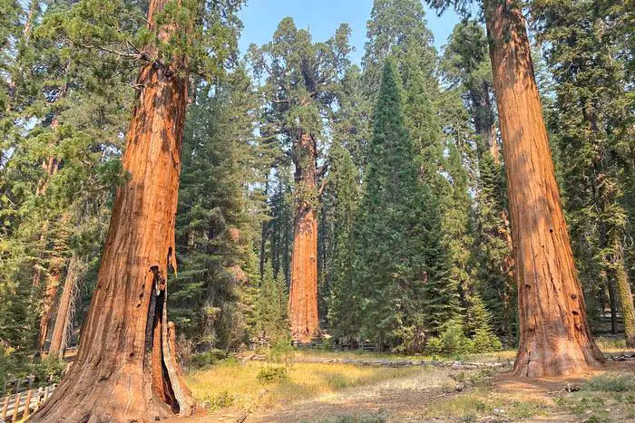 1. General Sherman Tree Trail - Sequoia National Monument Hiking