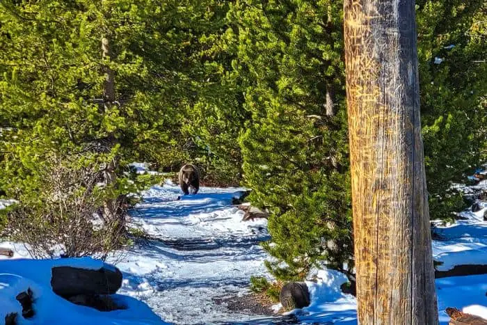 3. Fairy Falls Trail 4 best short Hikes In Yellowstone