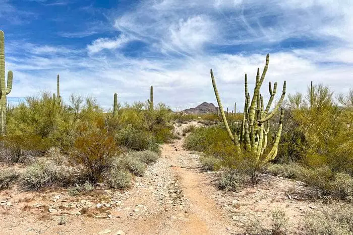 3. Victoria Mine TrailOrgan Pipe Cactus National Monument Hiking Trail