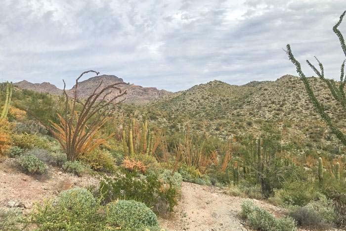 9. Baker Milton Trail Loop Organ Pipe Cactus National Monument Free Camping Spots