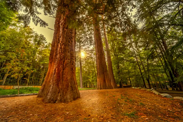 Sequoia National Monument Free Boondocking