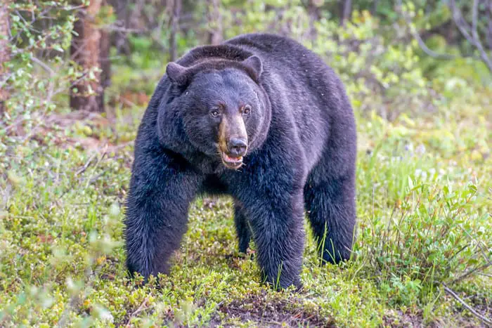 Rocky Mountain National Park Campgrounds - Bear