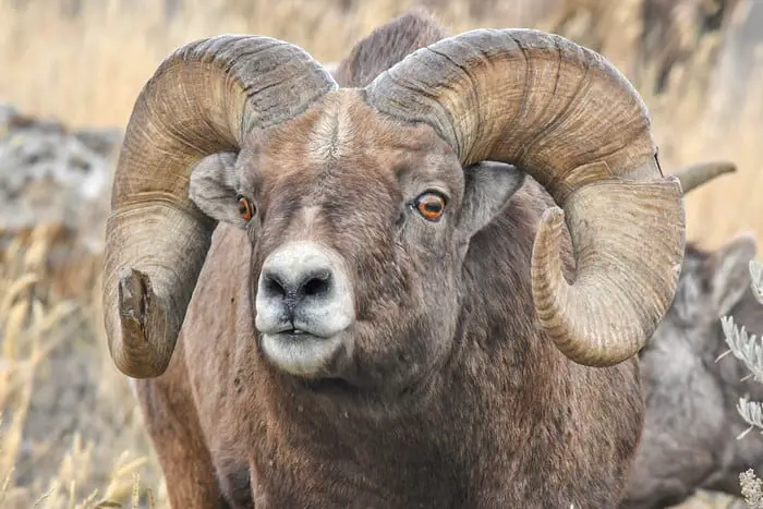 Rocky Mountain National Park Campgrounds - Big Horn Sheep