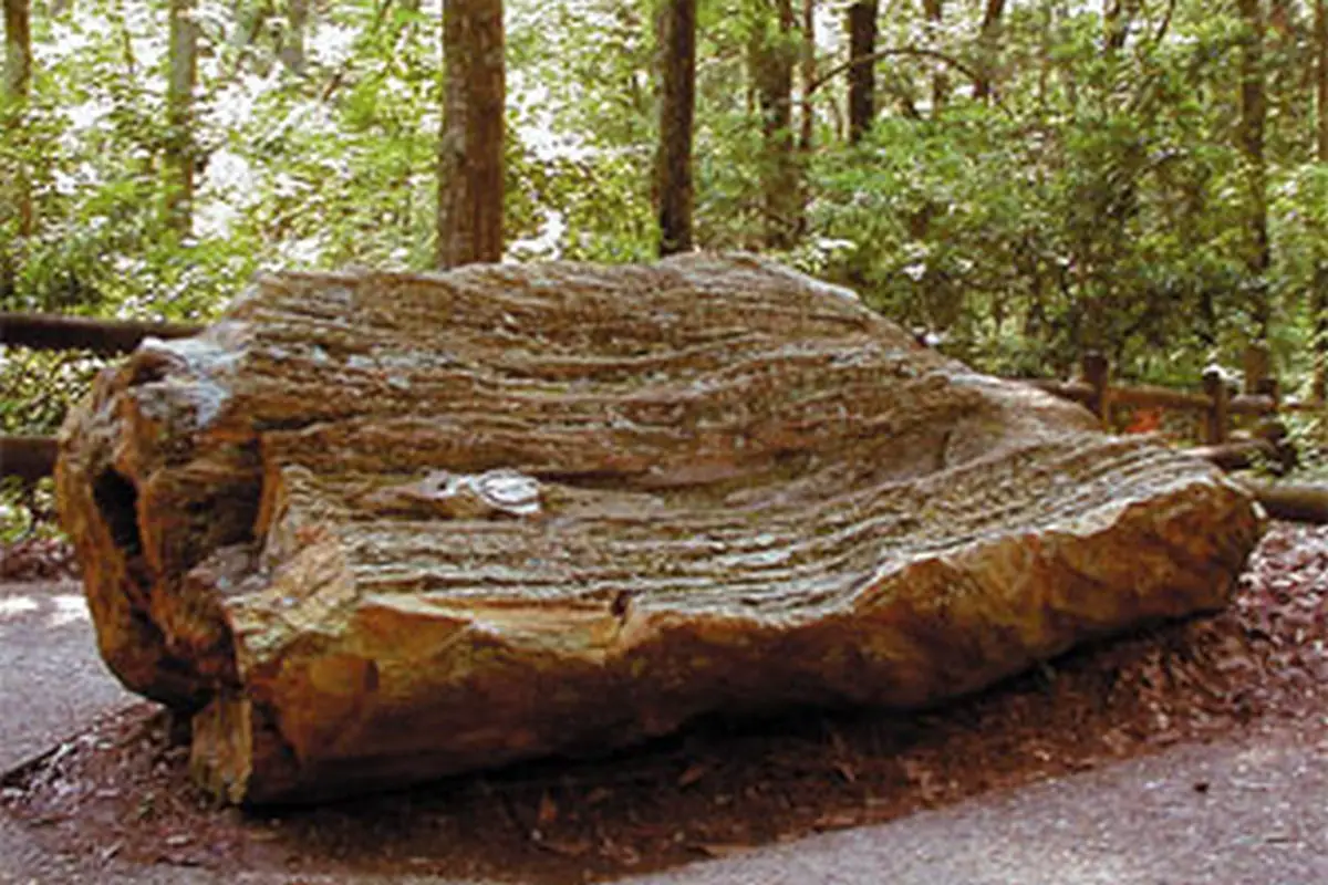 4 Mississippi Petrified Forest