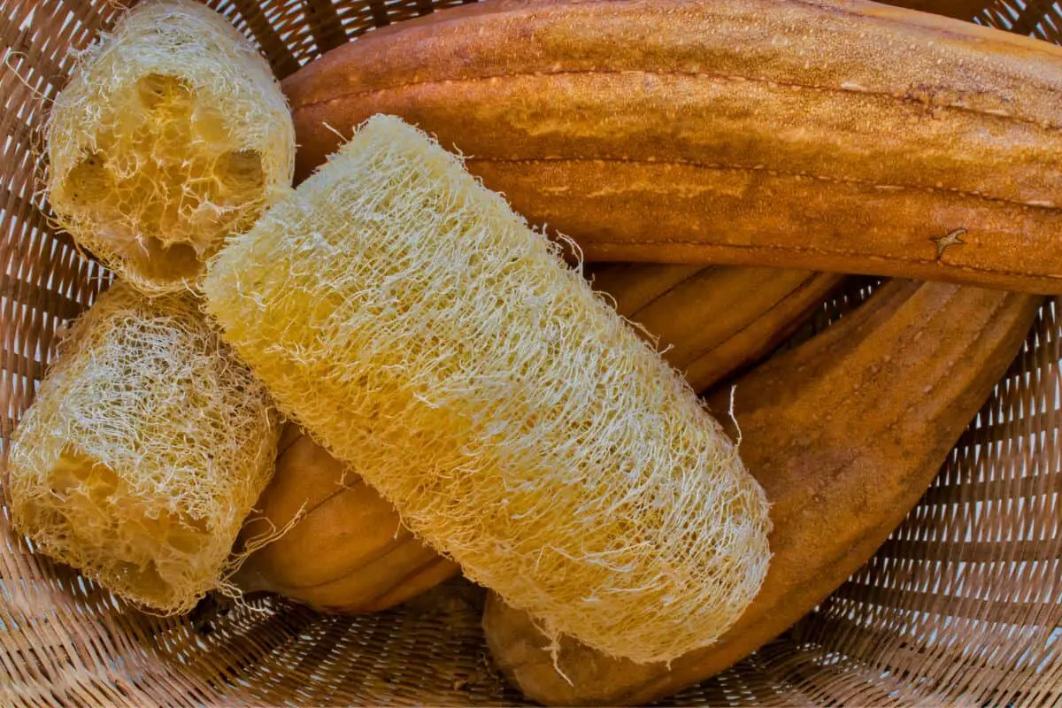 authentic Israeli recipe - Homemade Laffa Bread