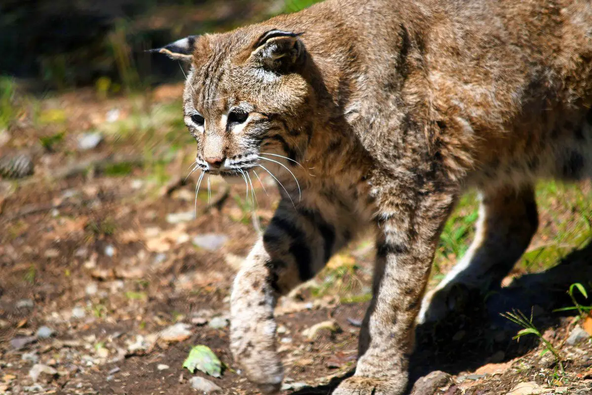 Smoky Mountain National Park Bobcat