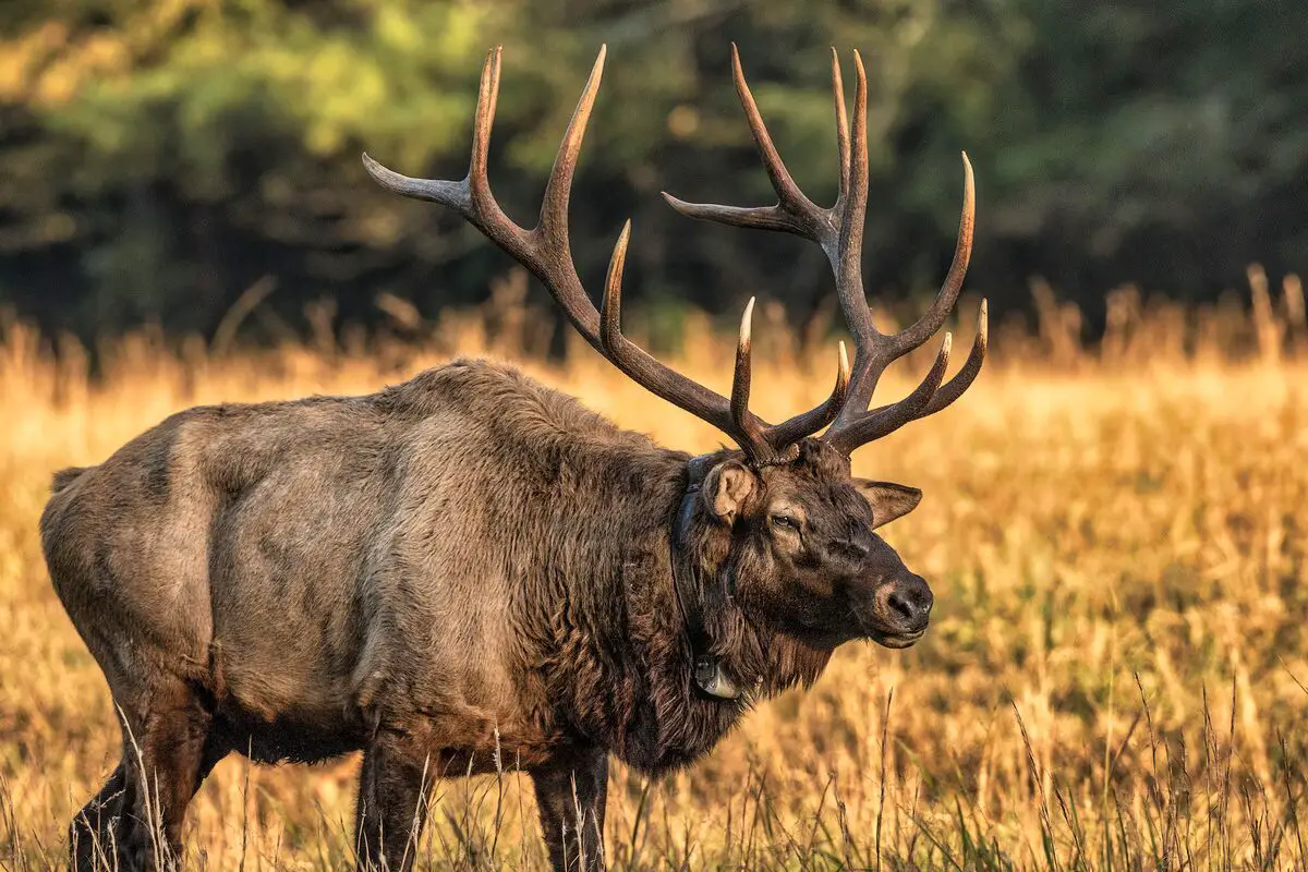 Smoky Mountain National Park Elk