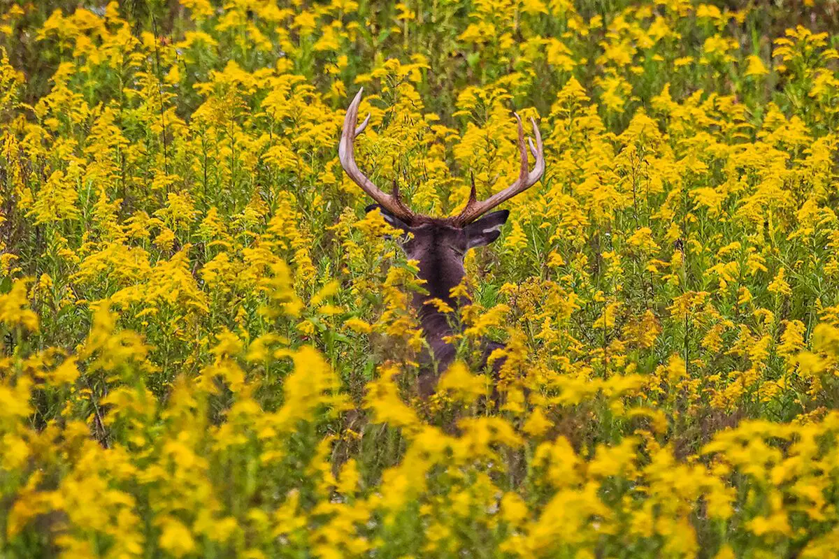 Smoky Mountain National Park Deer