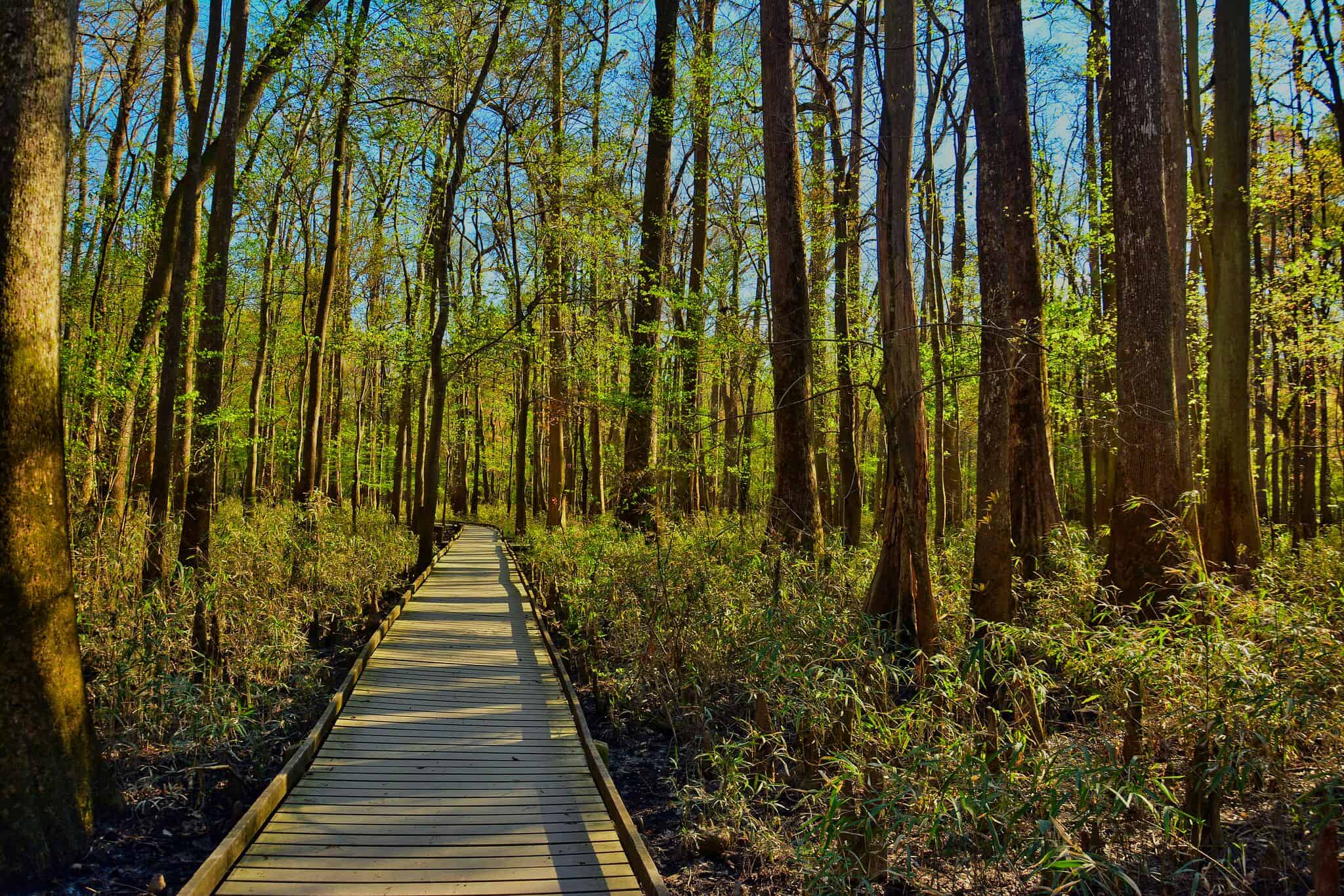 East Coast National Parks - Congaree National Park