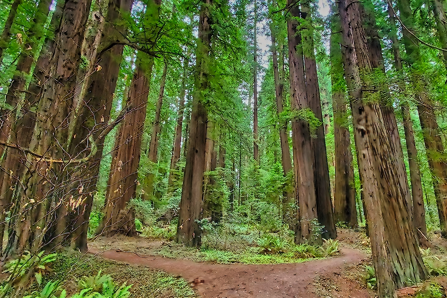 6 Best Grizzly Creek Redwoods State Park Camping & Boondocking Locations