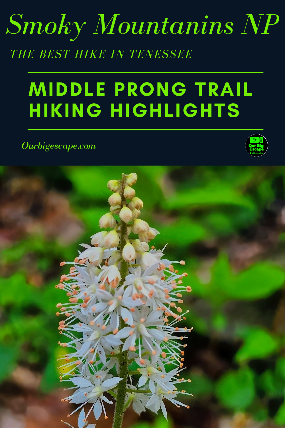 Middle Prong Trail