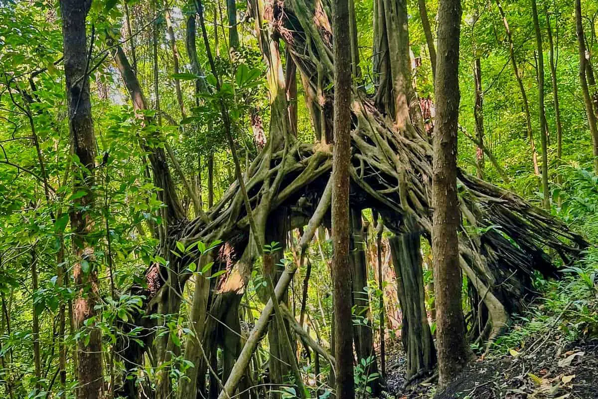 Wiliwilinui Hiking Trail