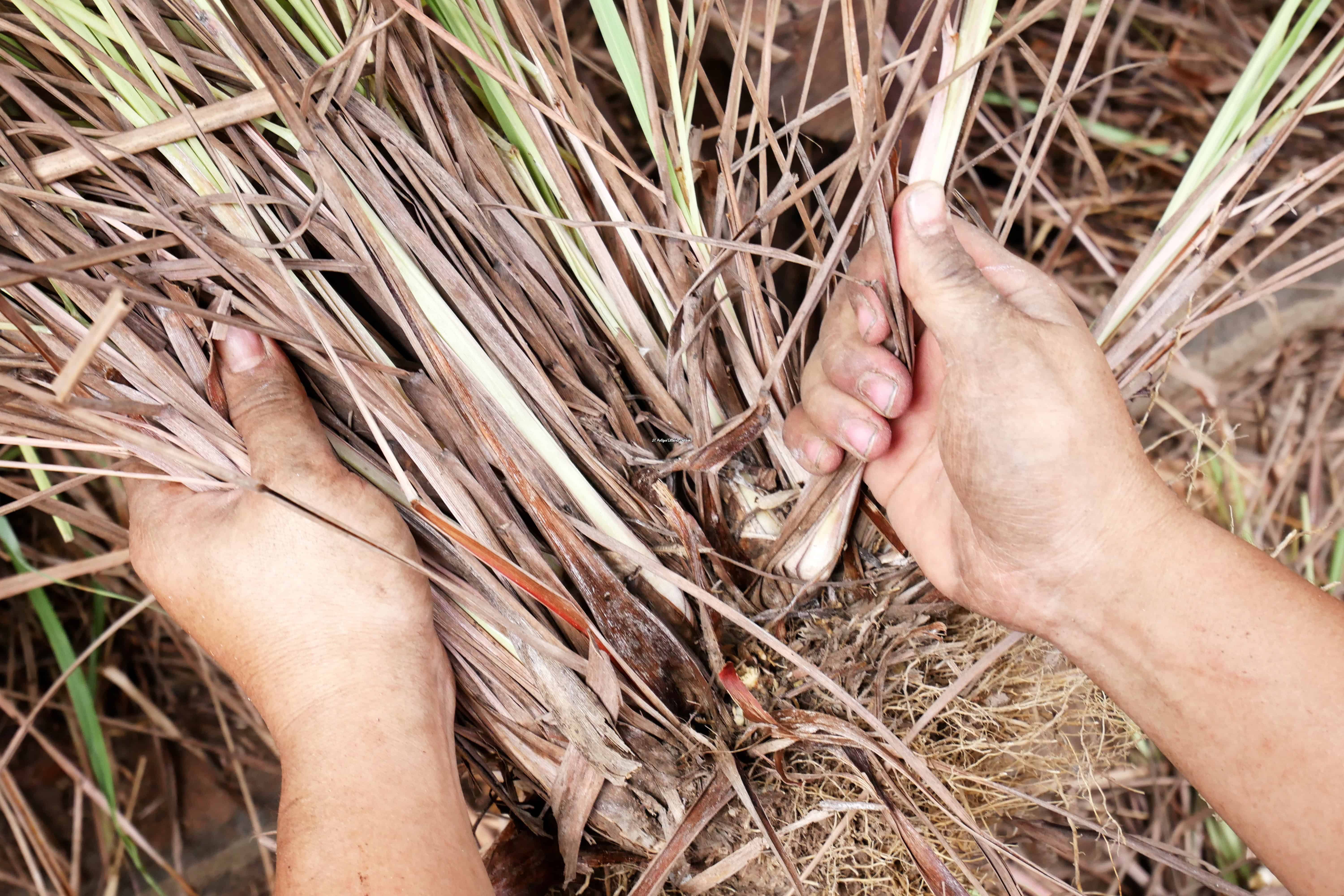 getting fresh lemon grass